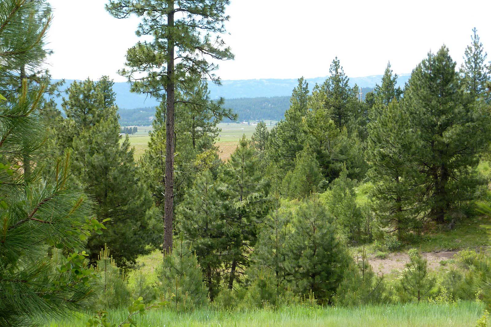 Cascade Lake Realty Whispering Pines